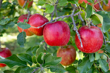 Delicious apples from Japanese orchards that are about to be harvested.
