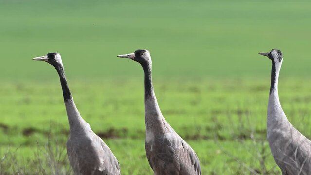 Three common crane Grus grus couple walks in the meadow. Close up.