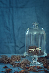 Reindeer Moss and Dragonfly Brooch Display Under Glass Dome. A display of moss and decorative...