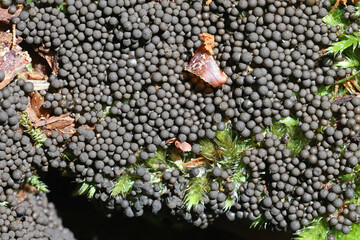 Cribraria argillacea, a slime mold from Finland, no common English name