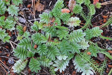 Silverweed, Argentina anserina, also called Potentilla anserina, basal rosette of a wild plant growing in Finland