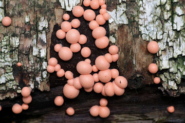 Lycogala epidendrum, commonly known as wolf's milk or groening's slime mold