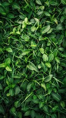 Obraz premium A dense green carpet of leaves covers the ground in this close-up shot