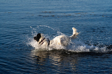 Obraz premium Spielende Landseer Hunde am Strand