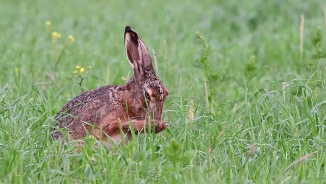 European hare lepus europaeus in the wild on the field. The hare cleans his head Close up. Slow motion.