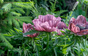 Detail shot of purple poppy flowers in the garden