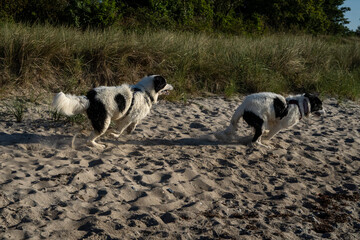 Spielende Landseer Hunde am Strand