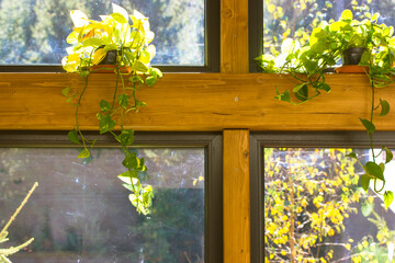 Panoramic window with wooden frame. Green climbing plants helxine solerirolii at home garden. Baby's Tears potted plant. Houseplant with small leaves.