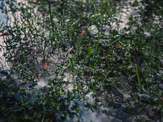 Water and grass