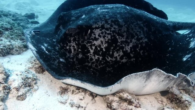 Black spotted stingray close up with cleaner fish in Mauritius Island