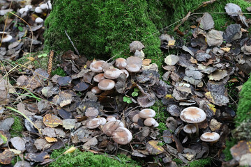 Homophron spadiceum, also called Psathyrella spadicea, commonly known as chestnut brittlestem, wild mushroom from Finland