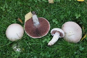 Agaricus campestris, commonly known as the field mushroom or meadow mushroom, wild edible fungus...