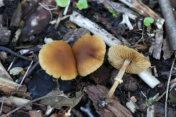 Cyclocybe erebia, also called Agrocybe erebia, commonly known as dark fieldcap, wild mushroom from Finland