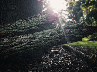 Tree bark