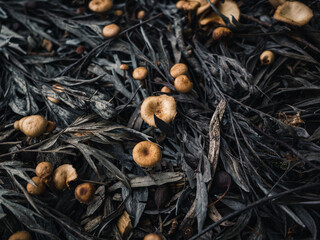 Mushrooms in the forest