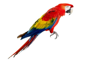 Fototapeta premium parrot