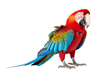 Obraz premium parrot