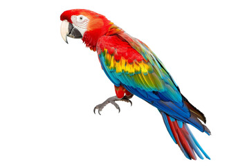 Fototapeta premium parrot 