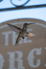 Fototapeta premium Hummingbird at feeder