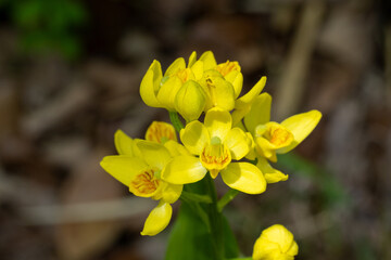 Fototapeta premium Cephalanthera falcata flowers bloom quietly and beautifully in the shade of the forest trees.