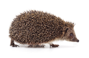 One hedgehog isolated.