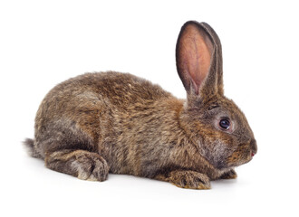 Obraz premium Grey small rabbit.