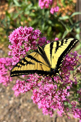 Yellow Swallowtail Butterfly Perched on a Pink Flowers.
