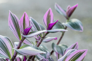 Stems of an inchplant (Genus Tradescantia).
