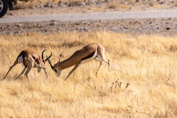 Telephoto shot of two Impalas - Aepyceros melampus- engaging in a head-to-head fight.