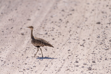 Obraz premium Telephoto shot of a red-crested bustard - Lophotis ruficrista- walking on the plains of Etosha National Park, Namibia.