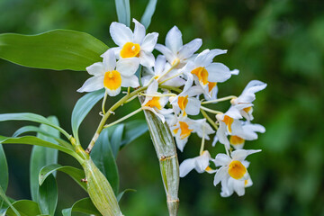 Dendrobium griffithianum x farmeri. Beautiful orchid hybrid.