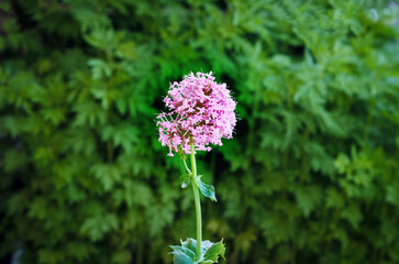 Valeriana rubra or red valerian on a background with leaves. Natural and alternative medicine.