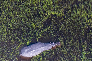 Aerial Telephoto shot of an hippopotamus that is partically submerged in the Okavango Delta...