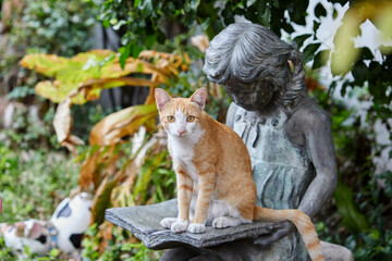 Young cat looking at camera in garden