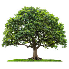 Obraz premium To generate an image, please provide the sentences and tags you'd like me to use Once I have those, I can help create an easy-to-understand sentence for naming the image