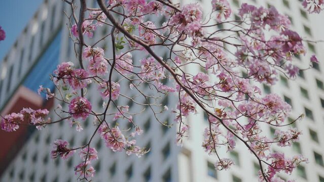 Tabebuia rosea bloom in spring in the city