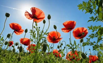 Obraz premium Poppies in a field on sunny day against blue sky