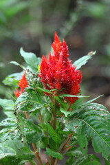 燃え上がる炎の花