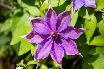 Clematis patens flowers blooming quietly in the forest.