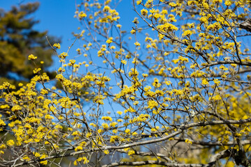 Yellow cornelian flowers that bloom in early spring.