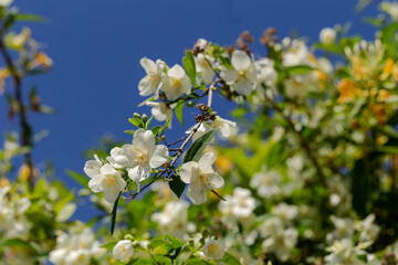 White inflorescences of fragrant jasmine close-up
