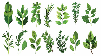 Different herbs leaves on white background Vector illustration