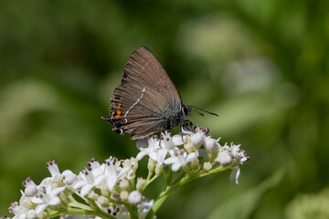 The butterfly (Satyrium ilicis) sitting on a flower close-up