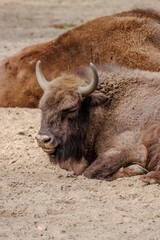 Żubry w rezerwacie © FotoWave Dawid Nowak