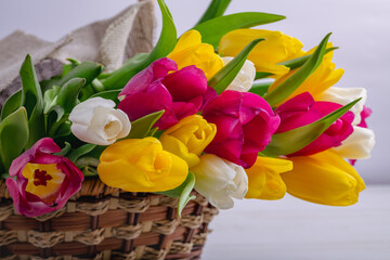 A close-up of a basket with colorful blooming tulips. Holiday card. Copyspace.