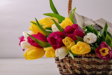 A close-up of a basket with colorful blooming tulips. Holiday card. Copyspace.