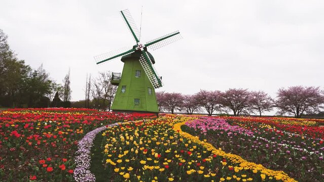 순천만국가정원 네델란드관의 튤립 꽃밭의 풍차