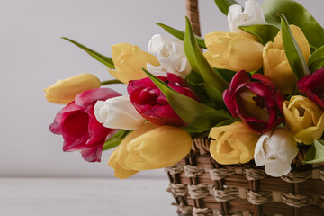 A close-up of a basket with colorful blooming tulips. Holiday card. Copyspace.
