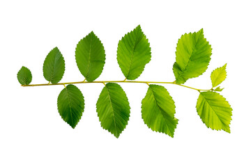 branch of fresh green elm leaves