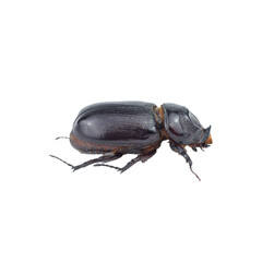 Isolated Black and Stag Beetles on White Background